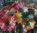 çok renkli Yapraklı Süs Şemsiye Bitki, Hint Ravent fotoğraf ve özellikleri