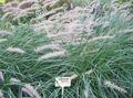 Sierplanten Chinees Fontein Gras, Pennisetum granen groen foto