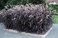 Декоративни растения Китайският Фонтан Трева, Pennisetum житни винен снимка