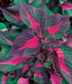  Nautakjöt Steik Planta ferskt ornamentals, Perilla multicolor mynd