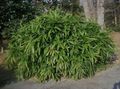 Sasa, Sasaella, Breedbladige Bamboe, Palmata Bamboe