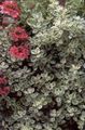 Ukrasne Biljke Plectostachys ukrasno lisnata zlatan Foto