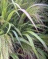 Dekoratívne rastliny Love Trávu traviny, Eragrostis svetlo-zelená fotografie