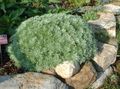 Dekoratyviniai Augalai Kietis Nykštukė lapinės dekoratyviniai augalai, Artemisia sidabrinis Nuotrauka