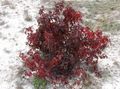 Dekorativní rostliny Red-Vyštěkl Dřín, Společné Dřín, Cornus vinný fotografie
