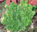Prydplanter Alberta Gran, Sorte Bakker Gran, Hvidgran, Canadiske Gran, Picea glauca grøn Foto
