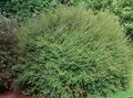 Le piante ornamentali Caprifoglio Arbustiva, Scatola Caprifoglio, Caprifoglio Boxleaf, Lonicera nitida verde foto