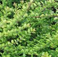 Dekorative Pflanzen Shrubby Geißblatt, Feld Geißblatt, Geißblatt Boxleaf, Lonicera nitida grün Foto