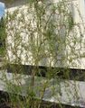 Dekorative Pflanzen Weide, Salix grün Foto