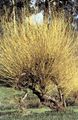 დეკორატიული მცენარეები Willow, Salix ყვითელი სურათი
