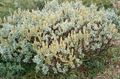Dekorativní rostliny Vrba, Salix zlatý fotografie