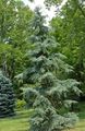 Dekorative Pflanzen Trauer Deodar, Deodar Zedernholz, Himalaya-Zeder, Cedrus-deodara grün Foto