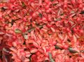 Dekorativní rostliny Skalník Horizontalis, Cotoneaster horizontalis červená fotografie