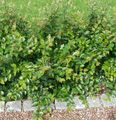 Hedge Cotoneaster, ევროპული Cotoneaster