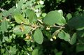 Dekorative Pflanzen Hedge-Zwergmispel, Europäische Zwergmispel, Cotoneaster grün Foto