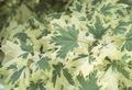 pestrobarevný Rostlina Javor fotografie a charakteristiky