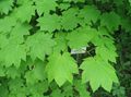 Dekoratīvie Augi Kļava, Acer gaiši zaļš Foto