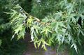 Dekorativní rostliny Javor, Acer zlatý fotografie