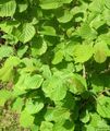 Okrasne Rastline Lešnikova, Corylus zelena fotografija