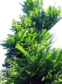 Dekorativní rostliny Svítání Sekvoj, Metasequoia zelená fotografie