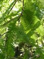 Dekorative Pflanzen Urweltmammutbaum, Metasequoia grün Foto