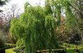 Dekoratīvie Augi Katsura Koks, Cercidiphyllum zaļš Foto