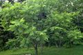 Dekoratívne rastliny Vlašský Orech, Juglans zelená fotografie