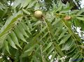 Dekorative Pflanzen Walnuss, Juglans grün Foto