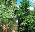 grøn Plante Douglas Gran, Oregon Pine, Rød Gran, Gul Gran, Falsk Gran Foto og egenskaber