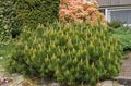 Le piante ornamentali Pino, Pinus verde foto