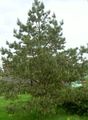 Dekorative Pflanzen Kiefer, Pinus grün Foto
