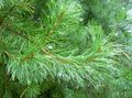 Dekoratīvie Augi Priede, Pinus zaļš Foto