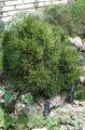 观赏植物 松, Pinus 深绿 照