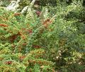 groen Plant Berberis, Japanse Berberis foto en karakteristieken