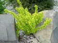 Le piante ornamentali Crespino, Crespino Giapponese, Berberis thunbergii giallo foto