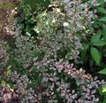 Le piante ornamentali Crespino, Crespino Giapponese, Berberis thunbergii variegato foto