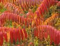 Διακοσμητικά φυτά Τίγρη Μάτια Σουμάκ, Staghorn Σουμάκι, Βελούδο Σουμάκι, Rhus typhina κόκκινος φωτογραφία