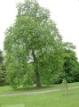 Dísznövény Nyárfa, Populus világos zöld fénykép