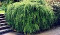 Dekoratīvie Augi Velnarutks, Tsuga zaļš Foto