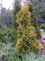 Dekorative Pflanzen Thuja gelb Foto