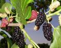 Prydplanter Mulberry, Morus grøn Foto