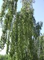 Okrasne Rastline Breza, Betula zelena fotografija