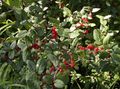 Dekorative Pflanzen Silber Büffel Beere, , Foamberry Soapberry, Soopalollie, Kanadische Buffalo, Shepherdia grün Foto