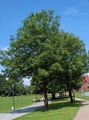 Koristekasvit Ash Tree, Fraxinus vihreä kuva
