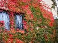 Koristekasvit Boston Muratti, Virginia Creeper, Woodbine, Parthenocissus punainen kuva