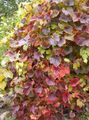 Декоративні Рослини Виноград Амурський, Vitis amurensis зелений Фото