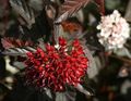 Le piante ornamentali Ninebark Orientale, Physocarpus opulifolius vinoso foto