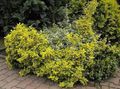 žlutý Rostlina Euonymus fotografie a charakteristiky