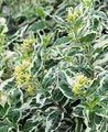 Dekorativní rostliny Jižní Bush Zimolez, Horská Bush Zimolez, Diervilla pestrobarevný fotografie