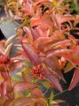 Prydplanter Sørlige Bush Kaprifol, Terreng Bush Kaprifol, Diervilla mørk grønn Bilde